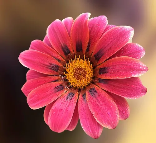 মোঃ জোবায়ের হোসেন