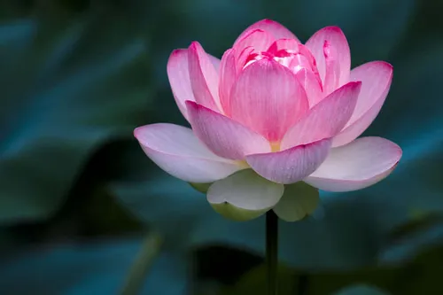 মোঃ মনিরুজ্জামান